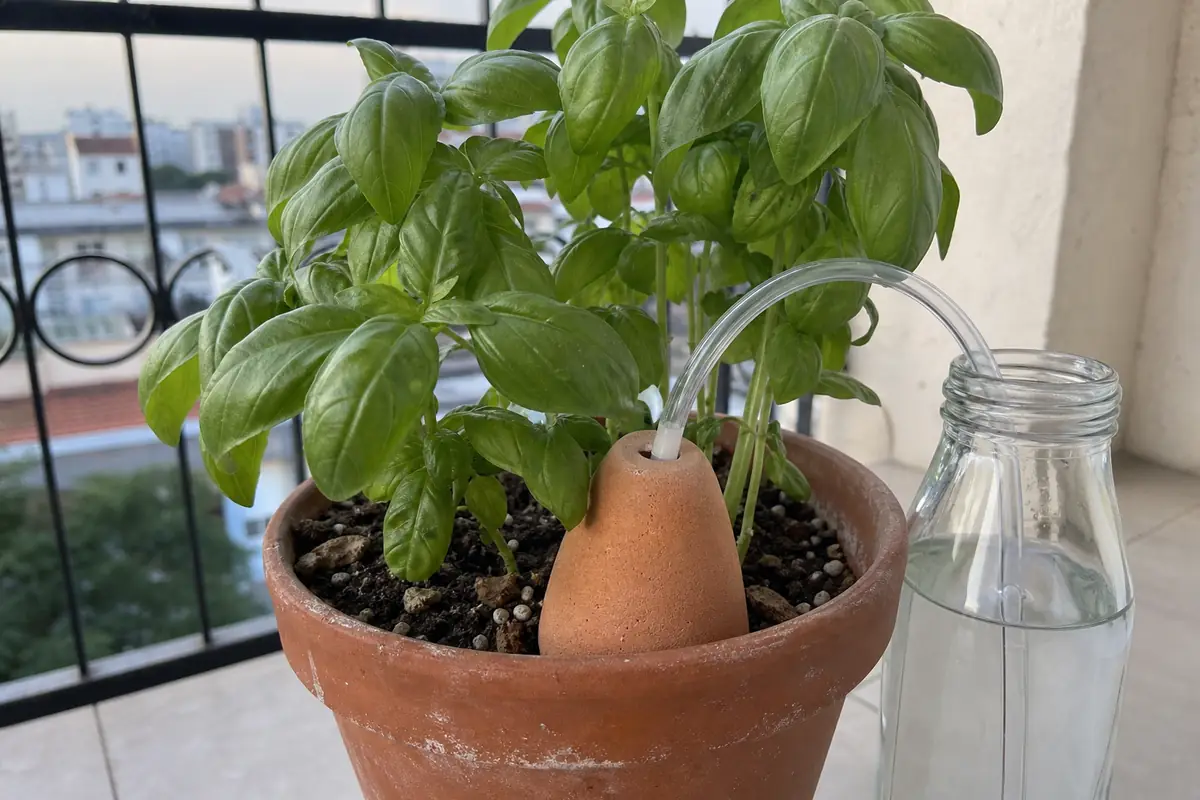 Cône d'arrosage en céramique planté dans un pot de basilic, relié par un petit tuyau à une bouteille d'eau posée à côté