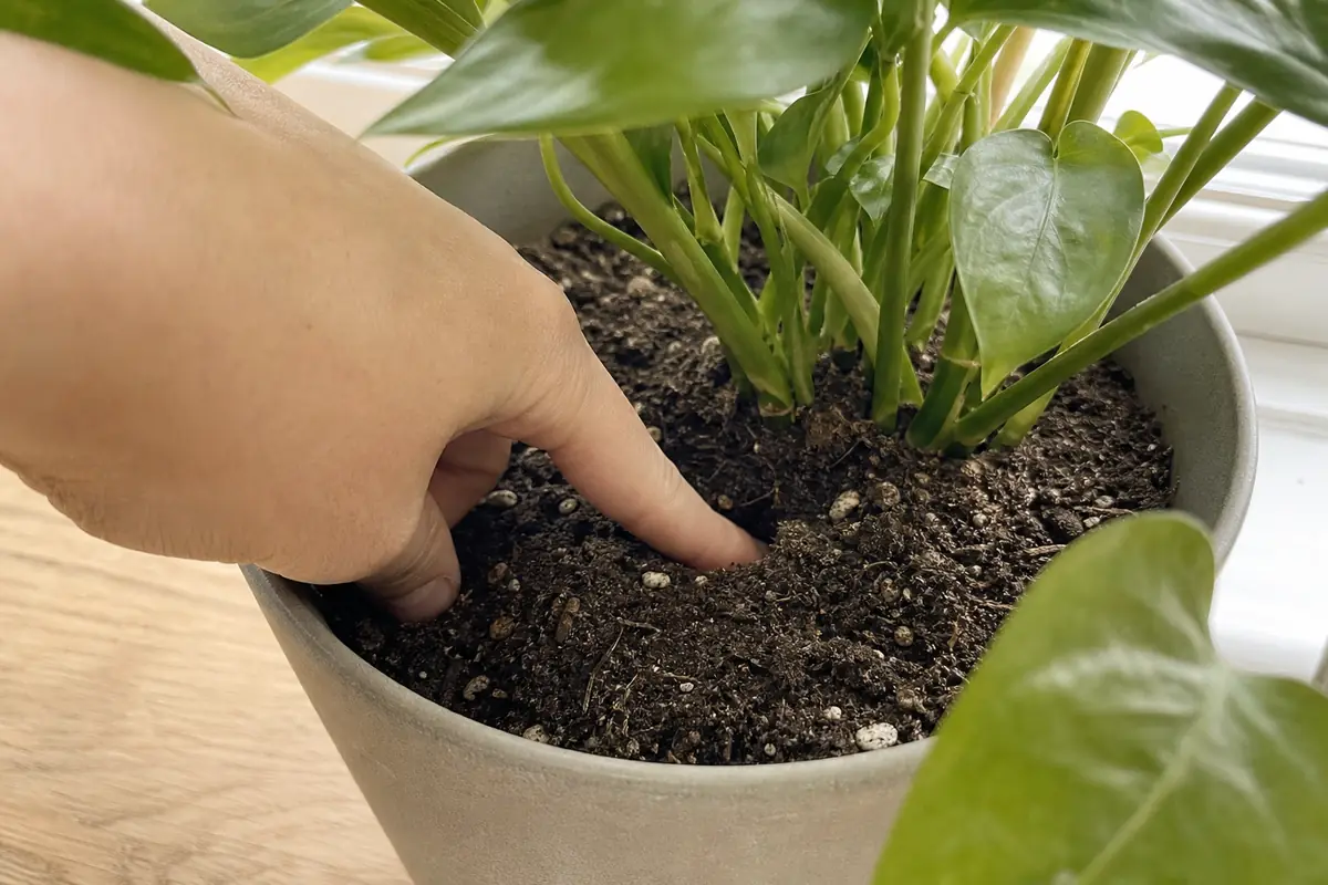Index enfoncé de quelques centimètres dans le terreau d'un pot de plante pour vérifier l'humidité avant d'arroser