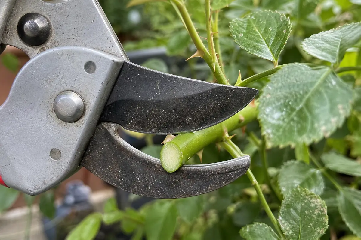Gros plan d'un sécateur bypass coupant net une tige verte de rosier, les deux lames croisantes bien visibles