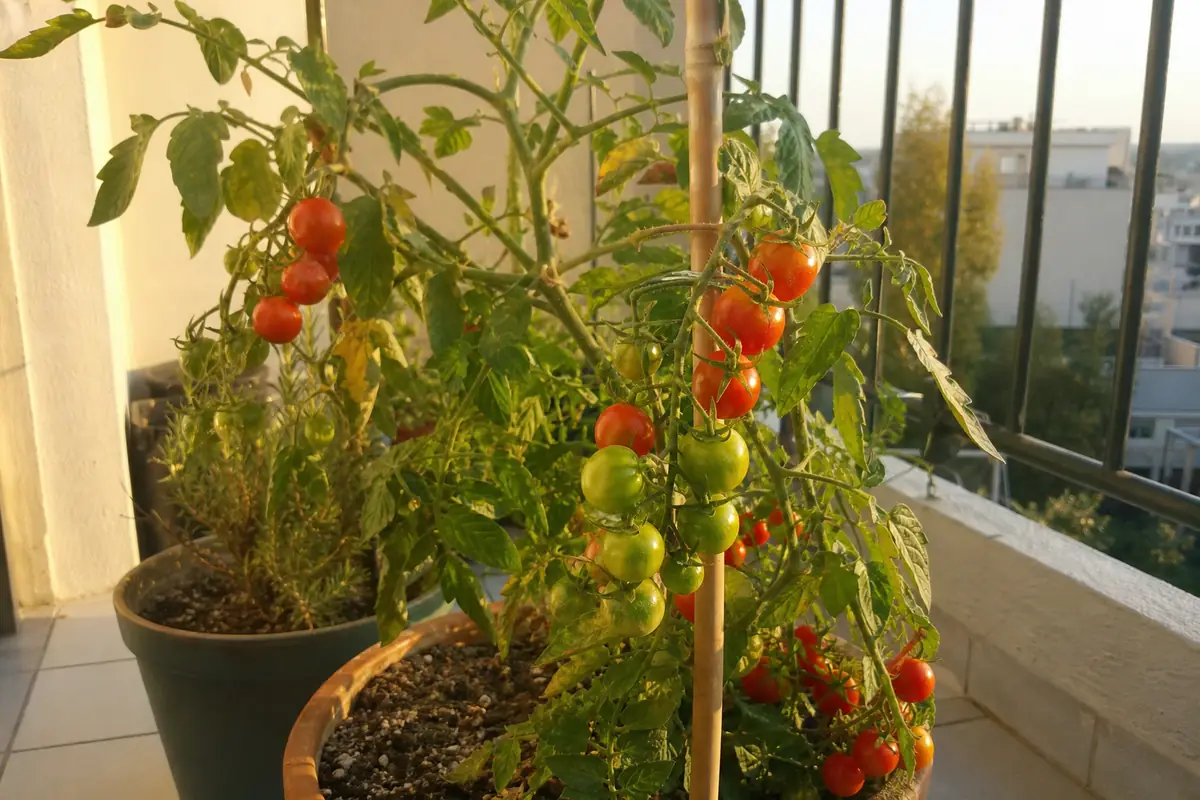Plant de tomates cerises chargé de fruits rouges et verts dans un grand pot sur un balcon ensoleillé, tuteur en bambou