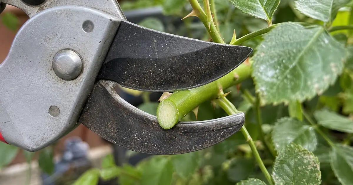 Meilleur sécateur : le comparatif honnête pour bien débuter (de 15 à 70 €)