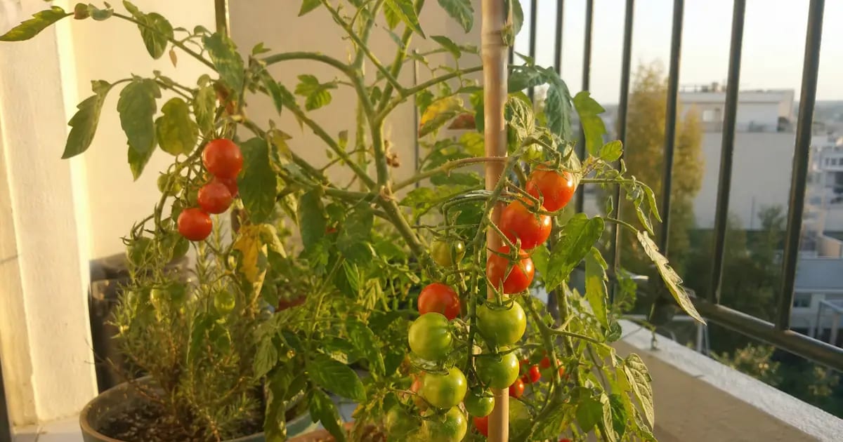 Que planter sur un balcon en été ?
